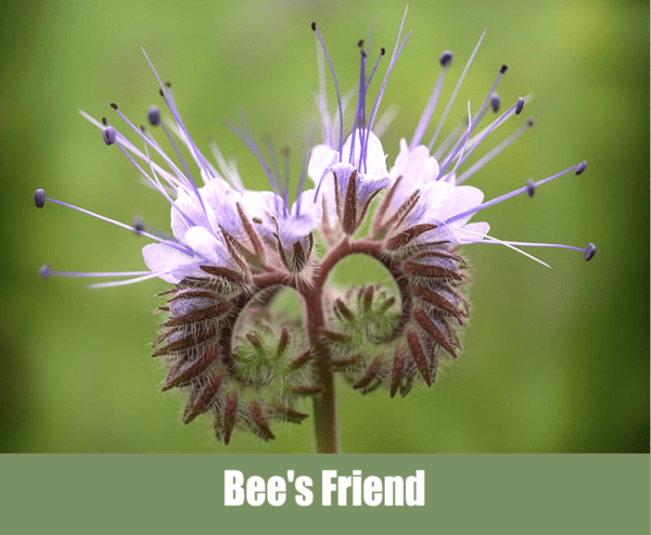 Bee's Friend, Phacelia tanacetifolia